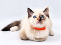 TORTİE RAGDOLL BEBEKLER