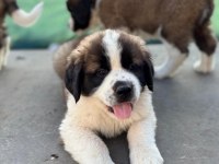 Dev ırk saint bernard yavrular