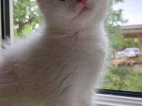 Scottish Fold Dişi Hemen Teslim