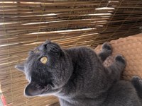 British Shorthair 1 Yaşında