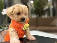 Tatlı mı tatlı maltipoo bebişler