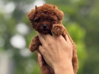 Toy Poodle Yavrular