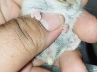 ÖZEL RENK DWARF HAMSTER