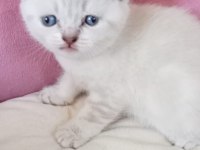 Son 2 yavrumuz SCOTTİSH STRAİGHT