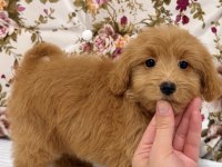 Red Maltipoo Dişi