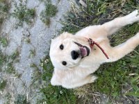 3 aylık dişi golden retriever