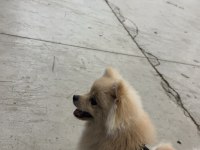 8 aylık pomeranian