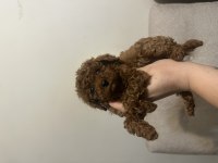 Dişi Kore Toy Poodle
