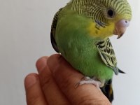Takım kuşlarım vardır
