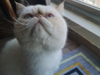 Exotic Shorthair Red Point