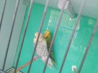 Show Spangle erkek ve yeşil dişi muhabbet kuşu