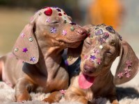 Mavi Gözlü Dachshund Yavruları