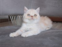 MUHTEŞEM SAFKAN BRİTİSH BEBEKLERİM