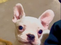 Bembeyaz Tatlı French Bulldog