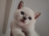 Muhteşem British Shorthair Blue Point Yavrularımız