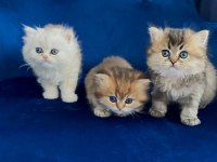 Safkan British longhair Yavrularımız