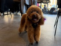 Dişi poodle köpeğimiz