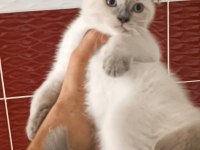 Lynx point scottish fold dişi