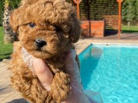 Red Brown Toy Poodle Yavruları İstanbul