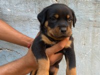 Rottweiler yavruları
