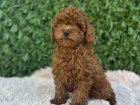 Toy Poodle bebekler