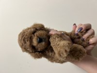 Red brown anne altında toy poodle
