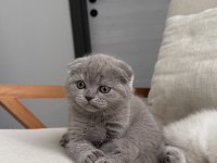 Scottish Fold Kedisi 55 Günlük