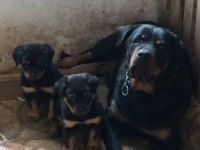 SAFKAN ROTTWEİLER YAVRULAR VETERİNER HEKİMDEN