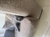 1 yaşında dişi british shorthair