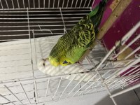 Takım Jumbo Muhabbet Kuşu Uyguna