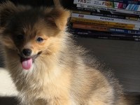 Saf pomeranian erkek yavru