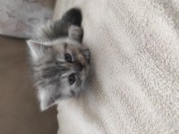 Çok oyuncu british shorthair miniğim