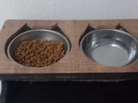 2 aylık dişi british longhair
