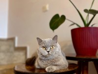 British shorthair kedimiz kısır değil