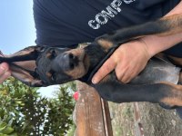 Şampiyon doberman yavruları