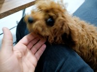 4.5 aylık dişi teacup poodle
