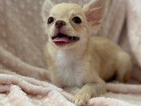 gülen surat chihuahua (şivava) kızımız