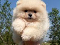 Ayı surat Pomeranian bebeğimiz