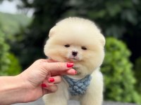 Sağlık ve ırk garantili pomeranian boo