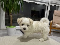 Köpeğimiz için görüşülür
