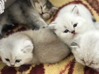 British Shorthair Yavrular