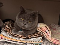 3 Yaşında Erkek British Shorthair