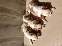 Cavalier King Charles yavrularımız