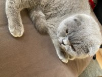 Tatlı oğlumuza yuva arıyoruz scottish fold