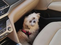 Safkan Dişi Shih Tzu Evayı Sahiplendiriyorum