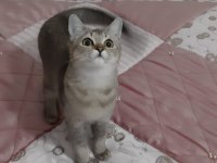Golden British Shorthair
