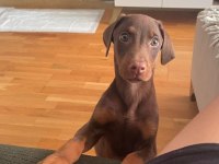 3 Aylık doberman Kızımız