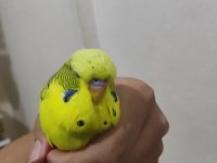Tek erkek jumbo muhabbet kuşu