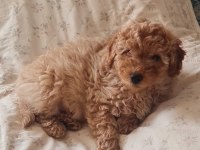 Apricot renk poodle