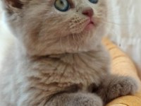 Çok tatlı british shorthair yavrularımız